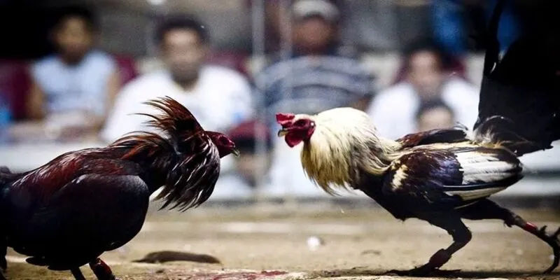 Cách nuôi gà đá SUNWIN bằng cách ngậm lúa