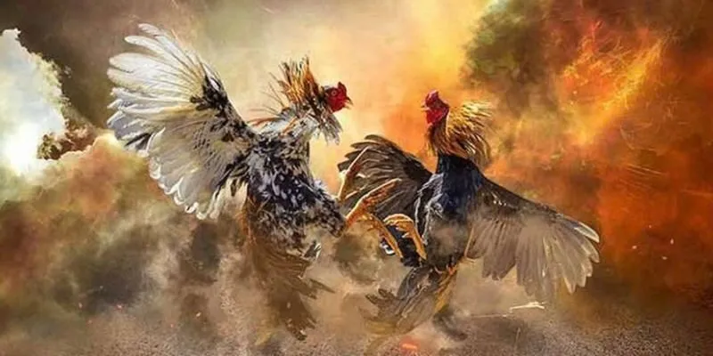 Cược thủ nghiên cứu phong độ chiến kê