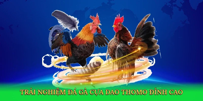 Trải nghiệm đá gà cựa dao Thomo đỉnh cao