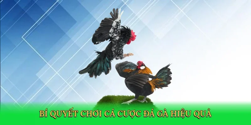 Bí quyết chơi cá cược đá gà hiệu quả