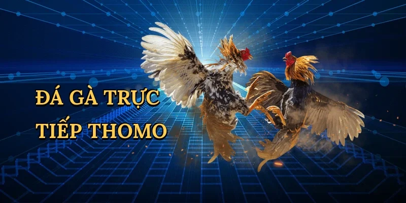 Đá gà trực tiếp Thomo
