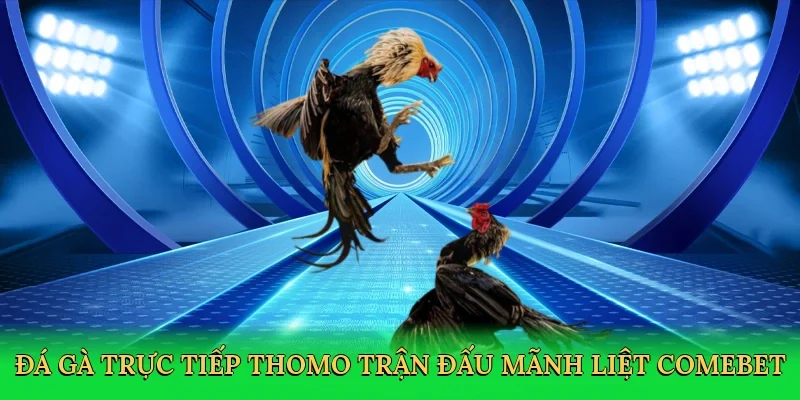 Đá gà trực tiếp Thomo trận đấu mãnh liệt Comebet